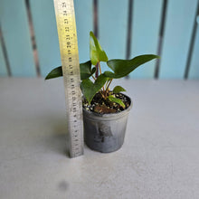 Load image into Gallery viewer, #W55 Anthurium Cerrobaulense