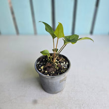 Load image into Gallery viewer, #W55 Anthurium Cerrobaulense