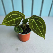 Load image into Gallery viewer, #H74 Two x Headed Anthurium Forgetii x