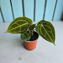 Load image into Gallery viewer, #H74 Two x Headed Anthurium Forgetii x