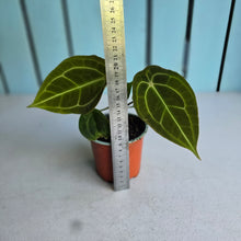 Load image into Gallery viewer, #H74 Two x Headed Anthurium Forgetii x