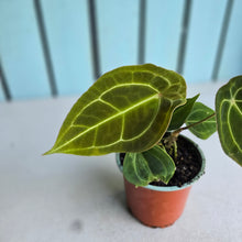 Load image into Gallery viewer, #H74 Two x Headed Anthurium Forgetii x