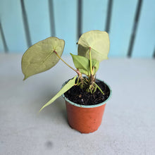 Load image into Gallery viewer, #H74 Two x Headed Anthurium Forgetii x