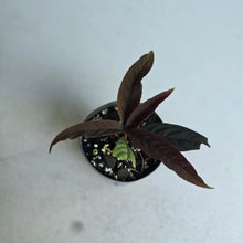 Load image into Gallery viewer, #W23 Ardisia Sp. 'Black'