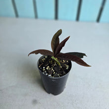 Load image into Gallery viewer, #W23 Ardisia Sp. 'Black'