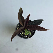 Load image into Gallery viewer, #W23 Ardisia Sp. 'Black'