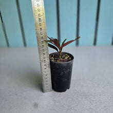 Load image into Gallery viewer, #W23 Ardisia Sp. 'Black'