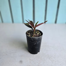 Load image into Gallery viewer, #W23 Ardisia Sp. 'Black'