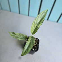 Load image into Gallery viewer, #G4 Aglaonema Alumina / Sterling Silver