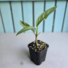 Load image into Gallery viewer, #G4 Aglaonema Alumina / Sterling Silver