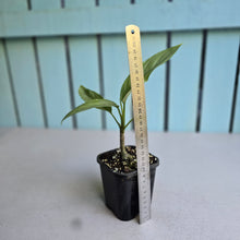 Load image into Gallery viewer, #G4 Aglaonema Alumina / Sterling Silver