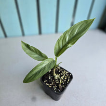 Load image into Gallery viewer, #G4 Aglaonema Alumina / Sterling Silver
