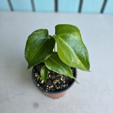 Load image into Gallery viewer, #H48 Two x Headed Anthurium Macrolobium x