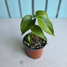 Load image into Gallery viewer, #H48 Two x Headed Anthurium Macrolobium x