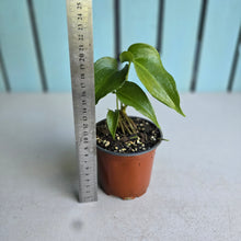 Load image into Gallery viewer, #H48 Two x Headed Anthurium Macrolobium x