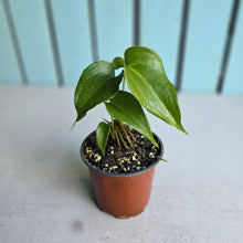 Load image into Gallery viewer, #H48 Two x Headed Anthurium Macrolobium x