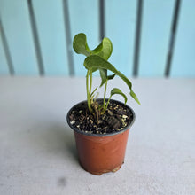 Load image into Gallery viewer, #H48 Two x Headed Anthurium Macrolobium x