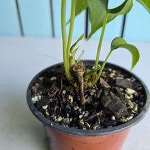 Load image into Gallery viewer, #H48 Two x Headed Anthurium Macrolobium x