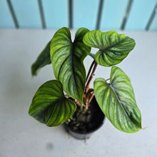 Load image into Gallery viewer, #W9 Two x Headed Philodendron Plowmanii