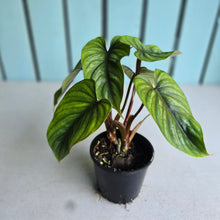 Load image into Gallery viewer, #W9 Two x Headed Philodendron Plowmanii