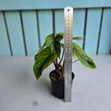 Load image into Gallery viewer, #W9 Two x Headed Philodendron Plowmanii