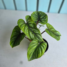 Load image into Gallery viewer, #W9 Two x Headed Philodendron Plowmanii
