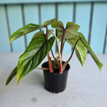 Load image into Gallery viewer, #W9 Two x Headed Philodendron Plowmanii