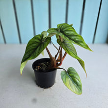 Load image into Gallery viewer, #W9 Two x Headed Philodendron Plowmanii