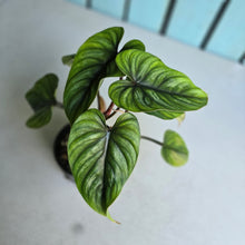 Load image into Gallery viewer, #W9 Two x Headed Philodendron Plowmanii