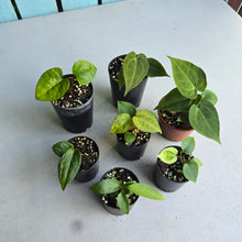 Load image into Gallery viewer, #G33 Baby Anthurium Pack - 7 x Plants