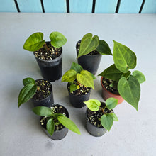 Load image into Gallery viewer, #G33 Baby Anthurium Pack - 7 x Plants