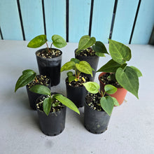 Load image into Gallery viewer, #G33 Baby Anthurium Pack - 7 x Plants