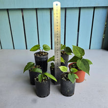 Load image into Gallery viewer, #G33 Baby Anthurium Pack - 7 x Plants
