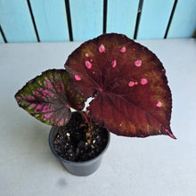 Load image into Gallery viewer, #H11 Begonia Dr Karissa
