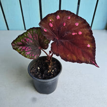 Load image into Gallery viewer, #H11 Begonia Dr Karissa