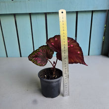 Load image into Gallery viewer, #H11 Begonia Dr Karissa