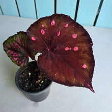 Load image into Gallery viewer, #H11 Begonia Dr Karissa