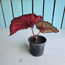 Load image into Gallery viewer, #H11 Begonia Dr Karissa