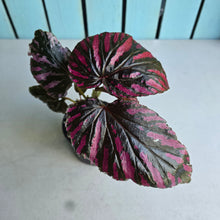 Load image into Gallery viewer, #G2 Begonia Brevirimosa