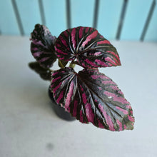 Load image into Gallery viewer, #G2 Begonia Brevirimosa