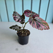 Load image into Gallery viewer, #G2 Begonia Brevirimosa