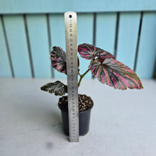 Load image into Gallery viewer, #G2 Begonia Brevirimosa