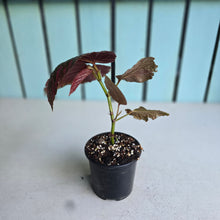 Load image into Gallery viewer, #G2 Begonia Brevirimosa