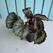 Load image into Gallery viewer, #G15 Begonia Unknown