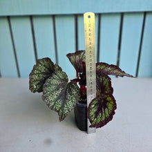 Load image into Gallery viewer, #G15 Begonia Unknown