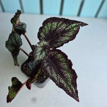 Load image into Gallery viewer, #G15 Begonia Unknown