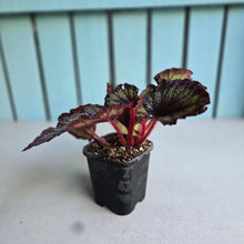 Load image into Gallery viewer, #G15 Begonia Unknown