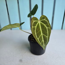 Load image into Gallery viewer, #710 Anthurium Crystallinum x