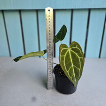 Load image into Gallery viewer, #710 Anthurium Crystallinum x