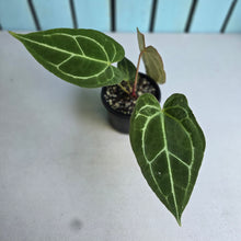 Load image into Gallery viewer, #710 Anthurium Crystallinum x